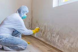 Best Basement Mold Removal  in Arcanum, OH